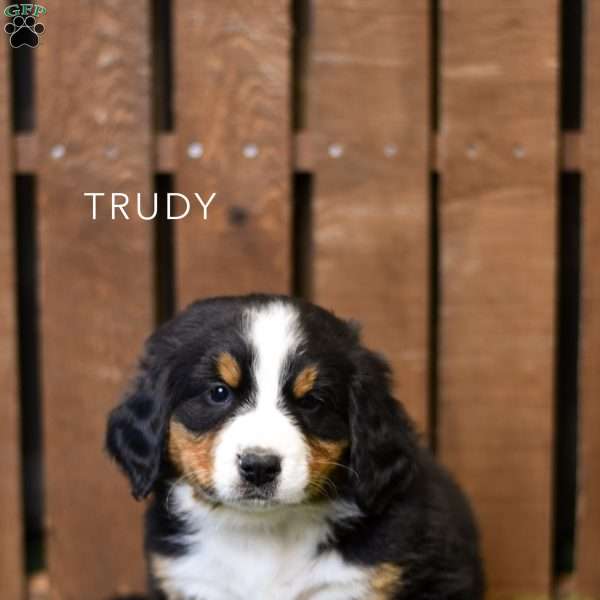 Trudy, Bernese Mountain Dog Puppy